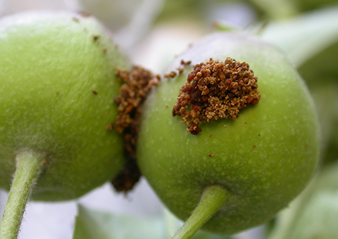 Fig. 4 Salida de excremento de la polilla de manzana
