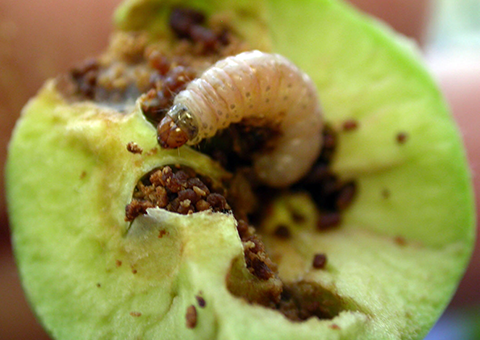 Fig. 2. Larva de Polilla de la manzana