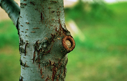Fig. 3. Proper pruning wound. Image courtesy of Peter Bedker, Bugwood.org.