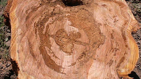 cross section of a sweet cherry tree with circular tunnels
