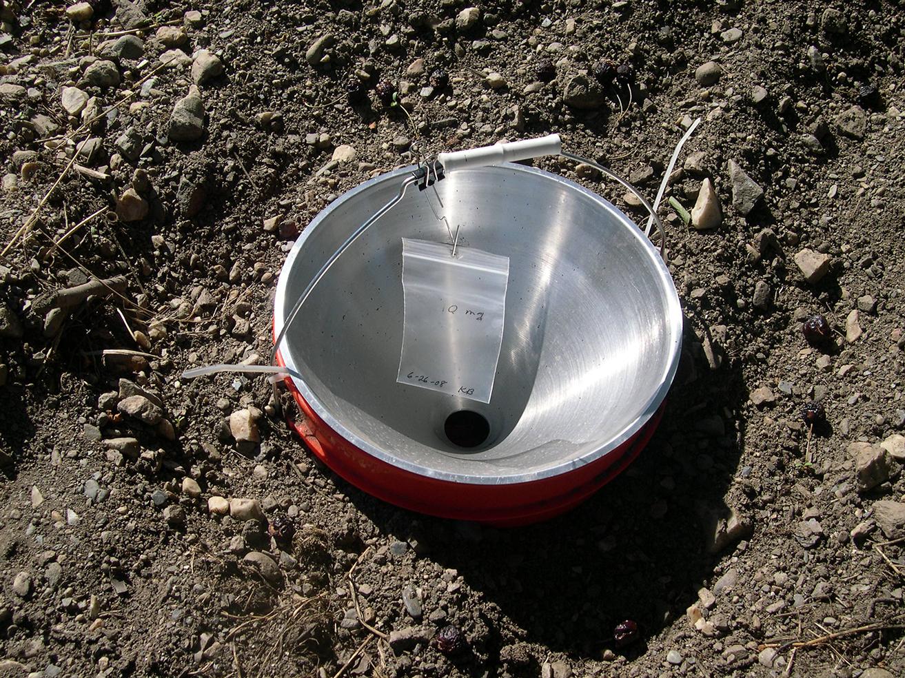Bucket trap with experimental prionus  pheromone lure.