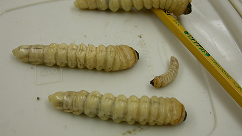 four prionus root borer larvae of varying sizes