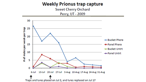 Weekly capture of prionus males in pheromone- and non-baited bucket and panel traps.