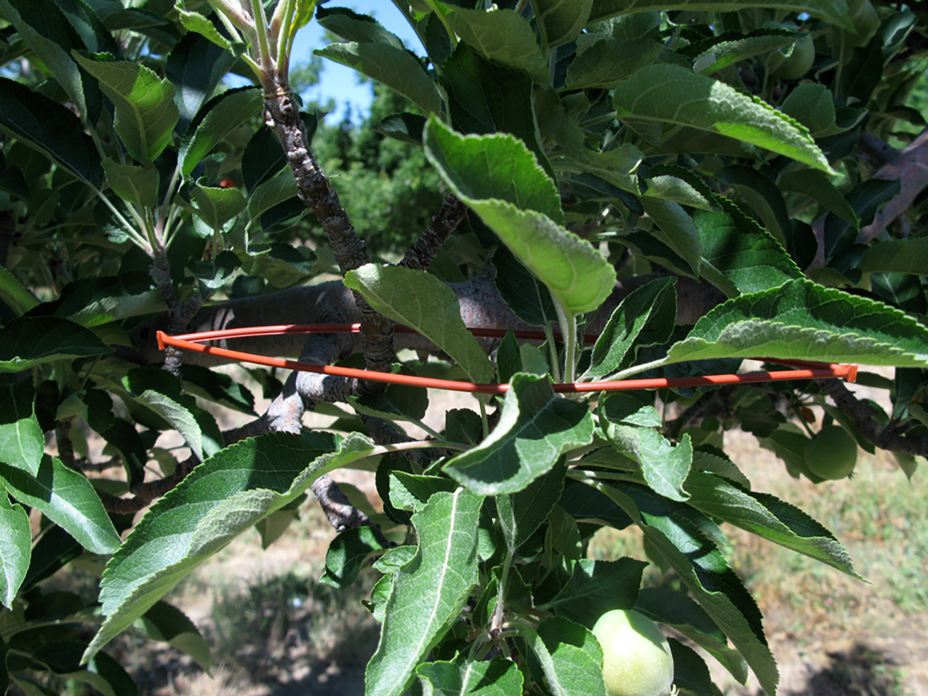 Isomate-PTB TT (Pacific Biocontrol) is formed of “twin tubes” (TT) that contain the pheromone. The dispenser is looped over branches. 