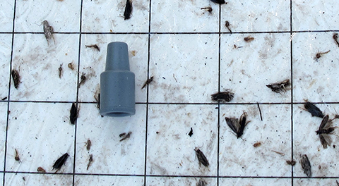 Section of a trap’s sticky liner, showing peach twig borer lure and moths. Moths are small (less than 1/4 inch) and a dark, dull gray. The palps at the top of the head give the moth a pointed appearance. Where mating disruption is successful, pheromone traps will catch very few moths in the orchard (0 to 3 moths/week is normal). Trap catches over 10 moths/ week may warrant a supplemental insecticide, although this number is just a general recommendation.