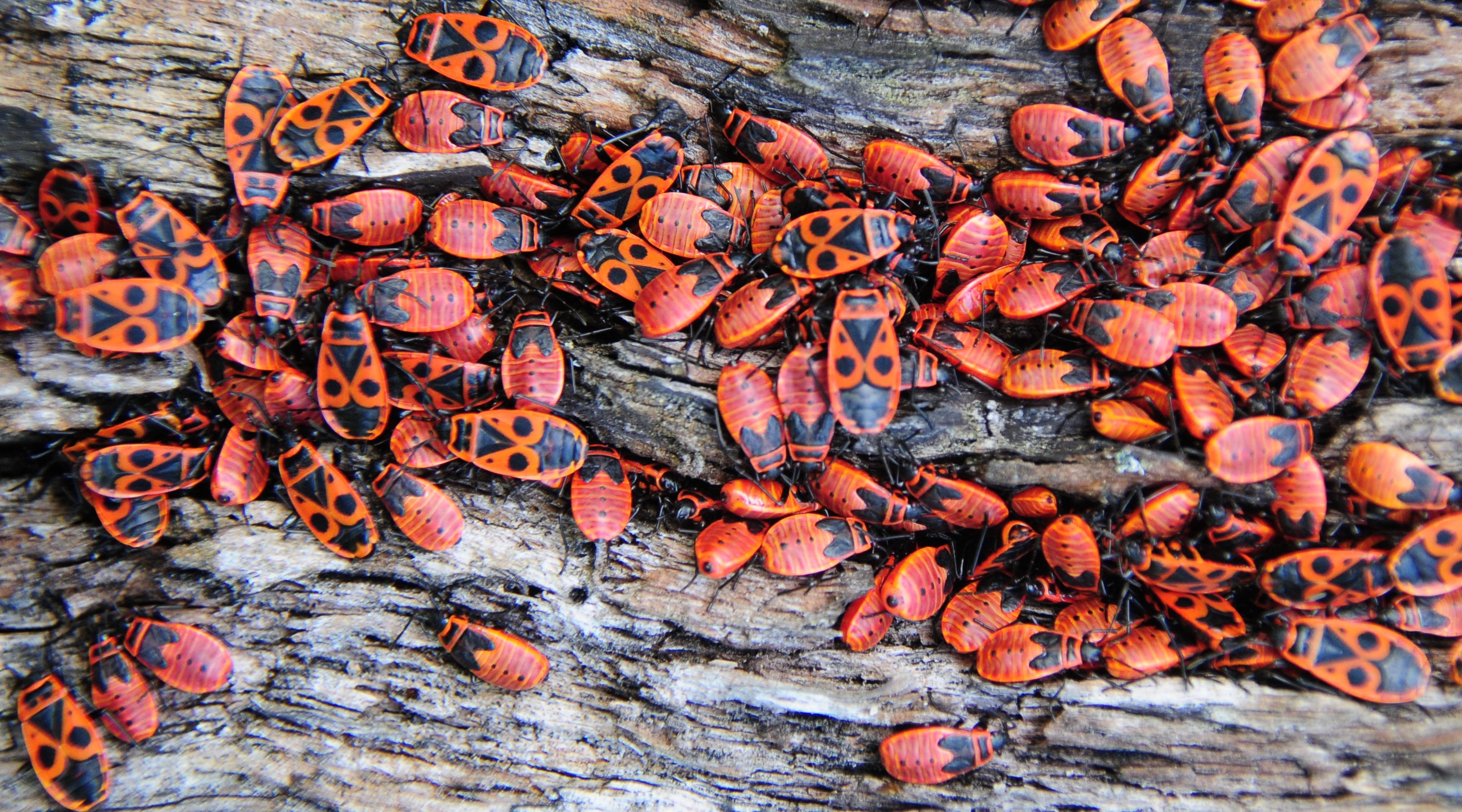 Fig. 5. Aggregation of various red firebug life stages on a tree trunk.