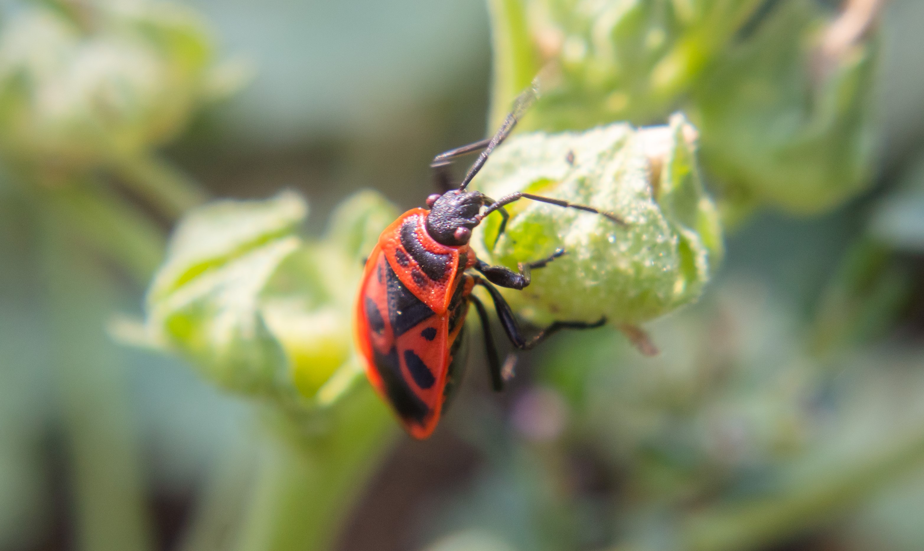 Fig. 4. Red firebug adult feeding on a common mallow plant (Malva neglecta) using their stylet mouthpart.