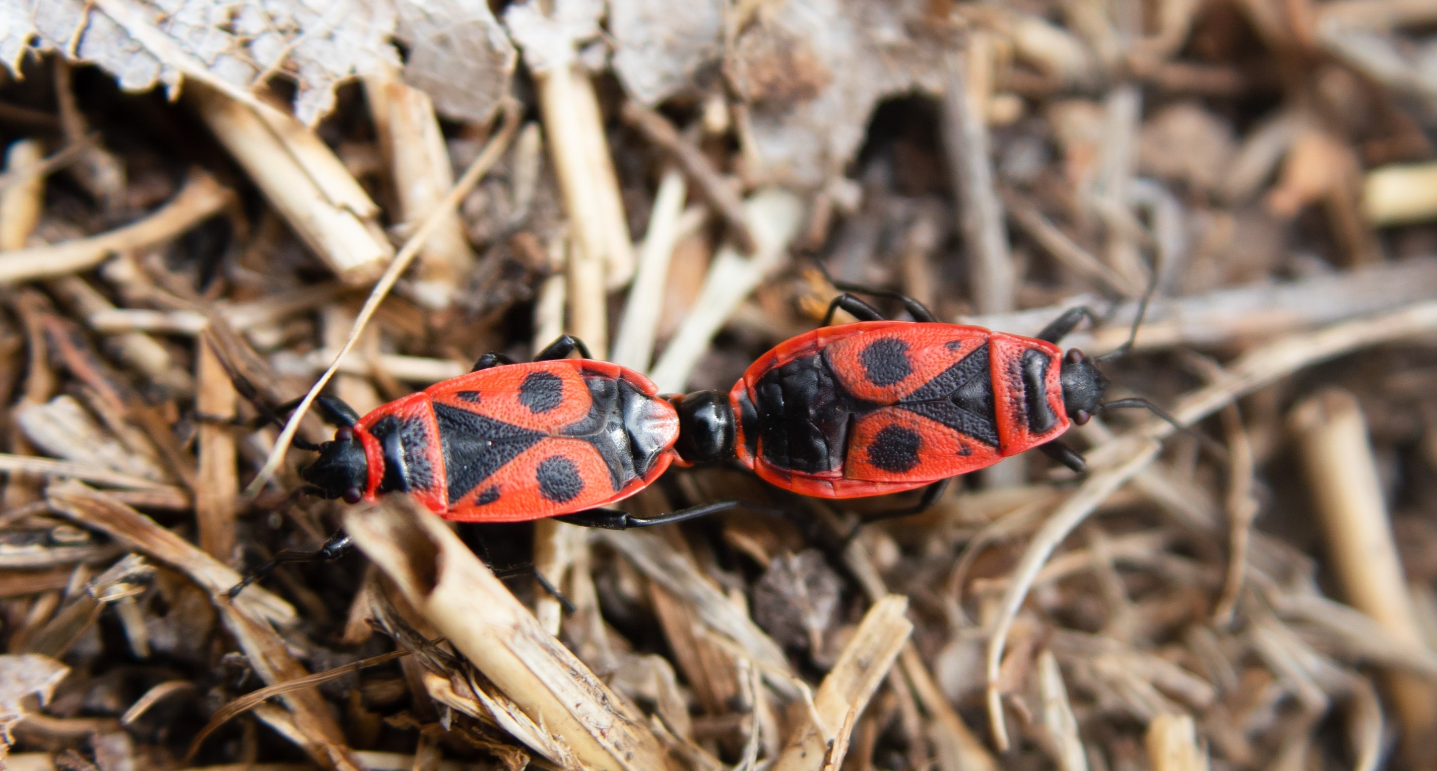 Fig. 3. Male (left) and female (right) adult red firebugs attached during mating. 