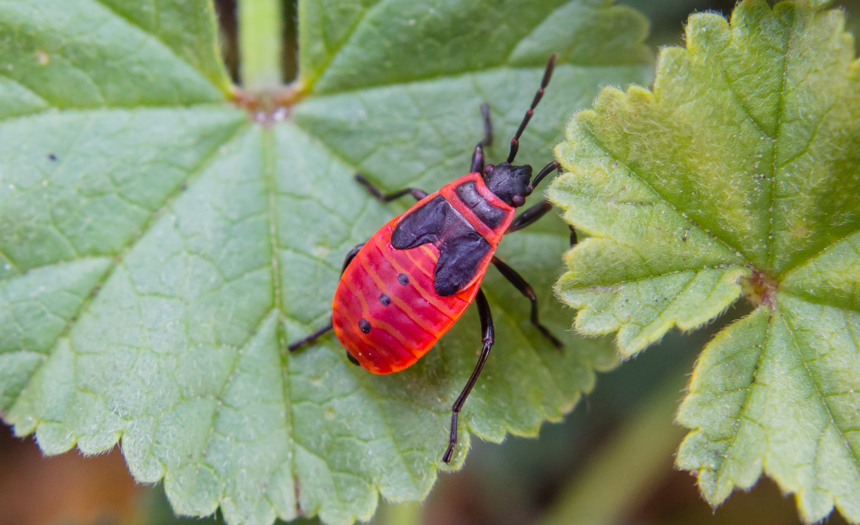Fig. 2. Red firebug nymph near adulthood.