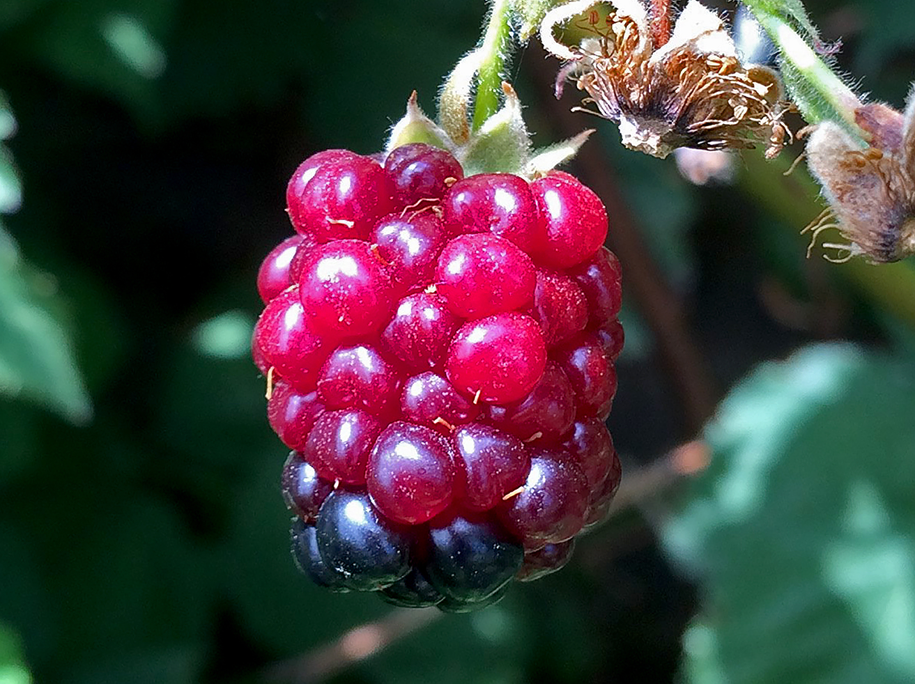 Redberry mite damage on mature blackberry