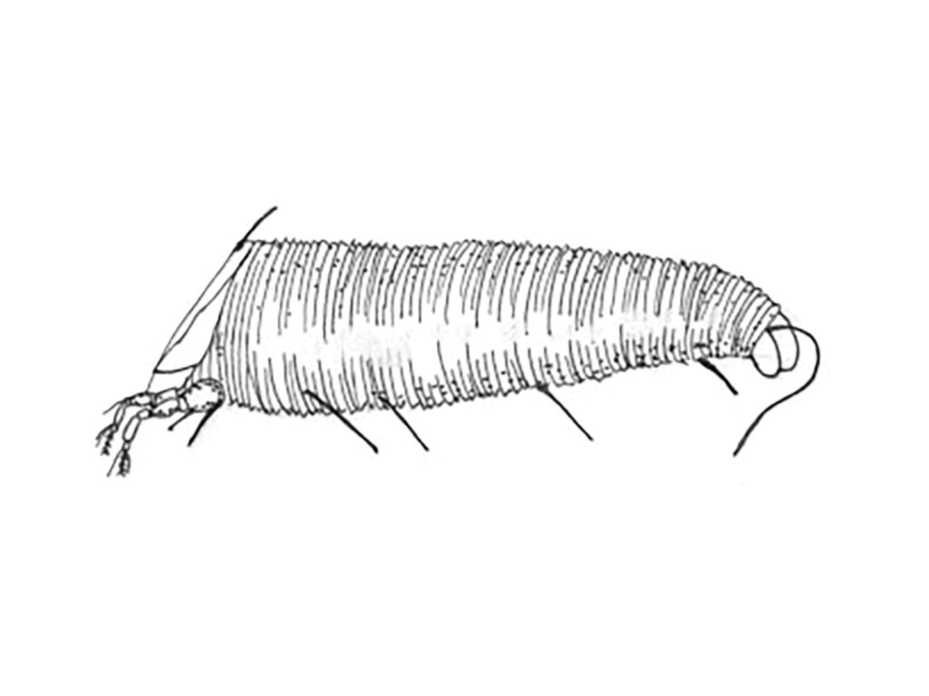 Adult redberry mite illustration