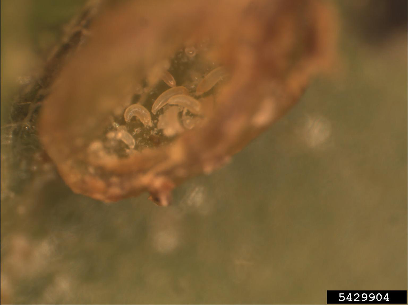 Magnified eriophyid mites inside a plant gall