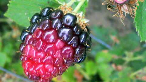 Redberry Mite on Blackberry