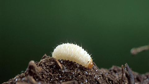 Black vine weevil larva. Image courtesy of Peggy Greb, USDA ARS, Bugwood.org.