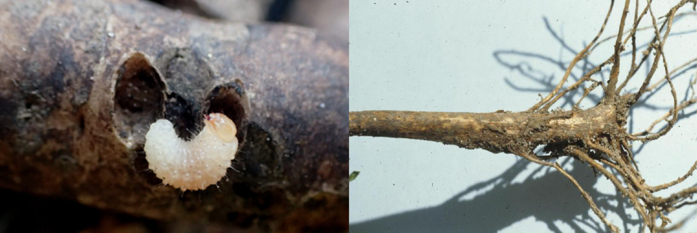 Root weevil larva (left) and larval root damage (right). Image courtesy of Whitney Cranshaw, Colorado State University (left) and Jim Baker, North Carolina State University (right), Bugwood.org.