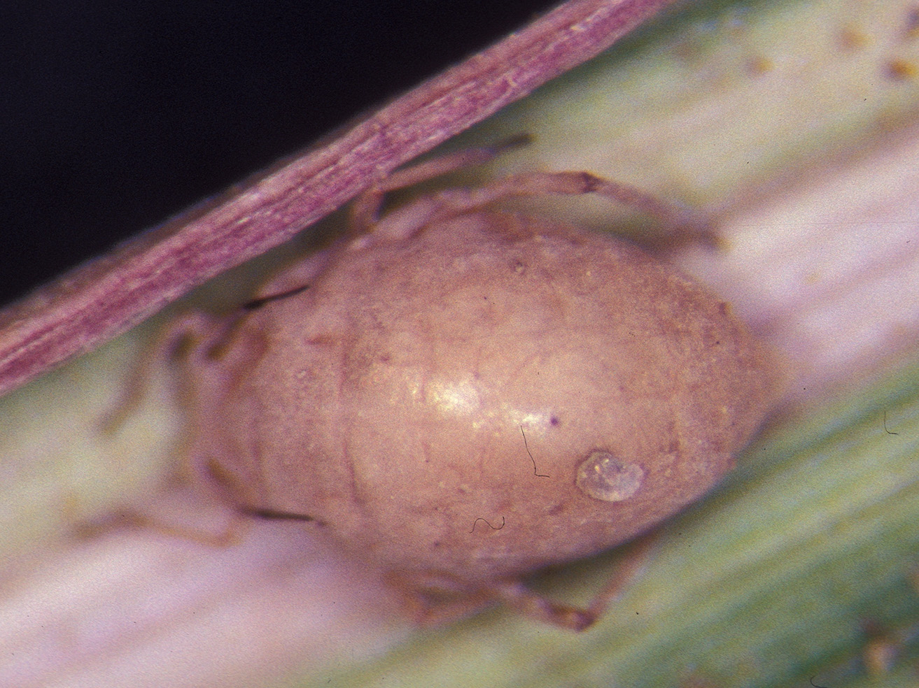 Fig. 10. Russian wheat aphid “mummy” attacked by a parasitoid wasp.