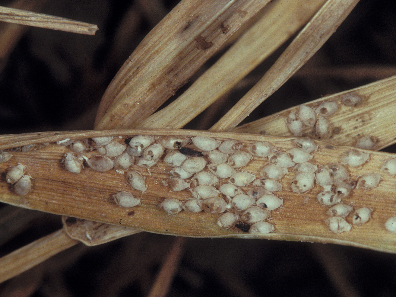 Fig. 11. Many Russian wheat aphid “mummies” as a result from parasitoid attack. Note the exit holes from the adult wasps.