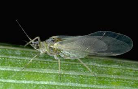 Fig. 3. Winged Russian wheat aphid.