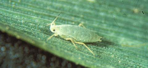Fig. 4. Russian wheat aphid. Note the shortened antennae, reduced cornicles (tailpipes), and “double cauda” at the end of the abdomen.