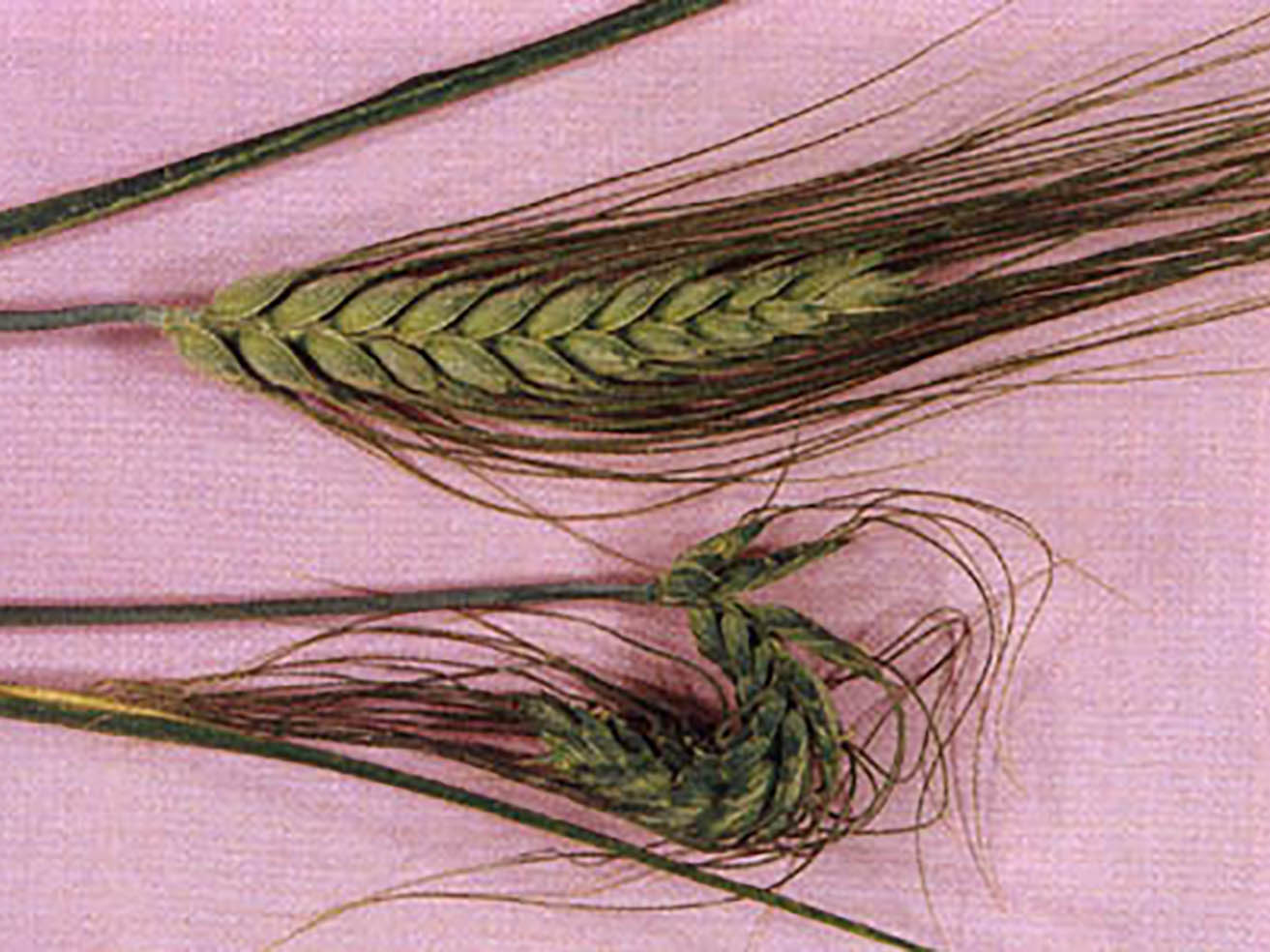 Fig. 5. Normal wheat head (left) compared to “fish hook” deformation caused by Russian wheat aphid feeding (right).