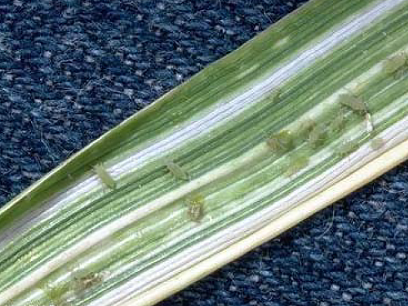 Fig. 6. Russian wheat aphid feeding damage.