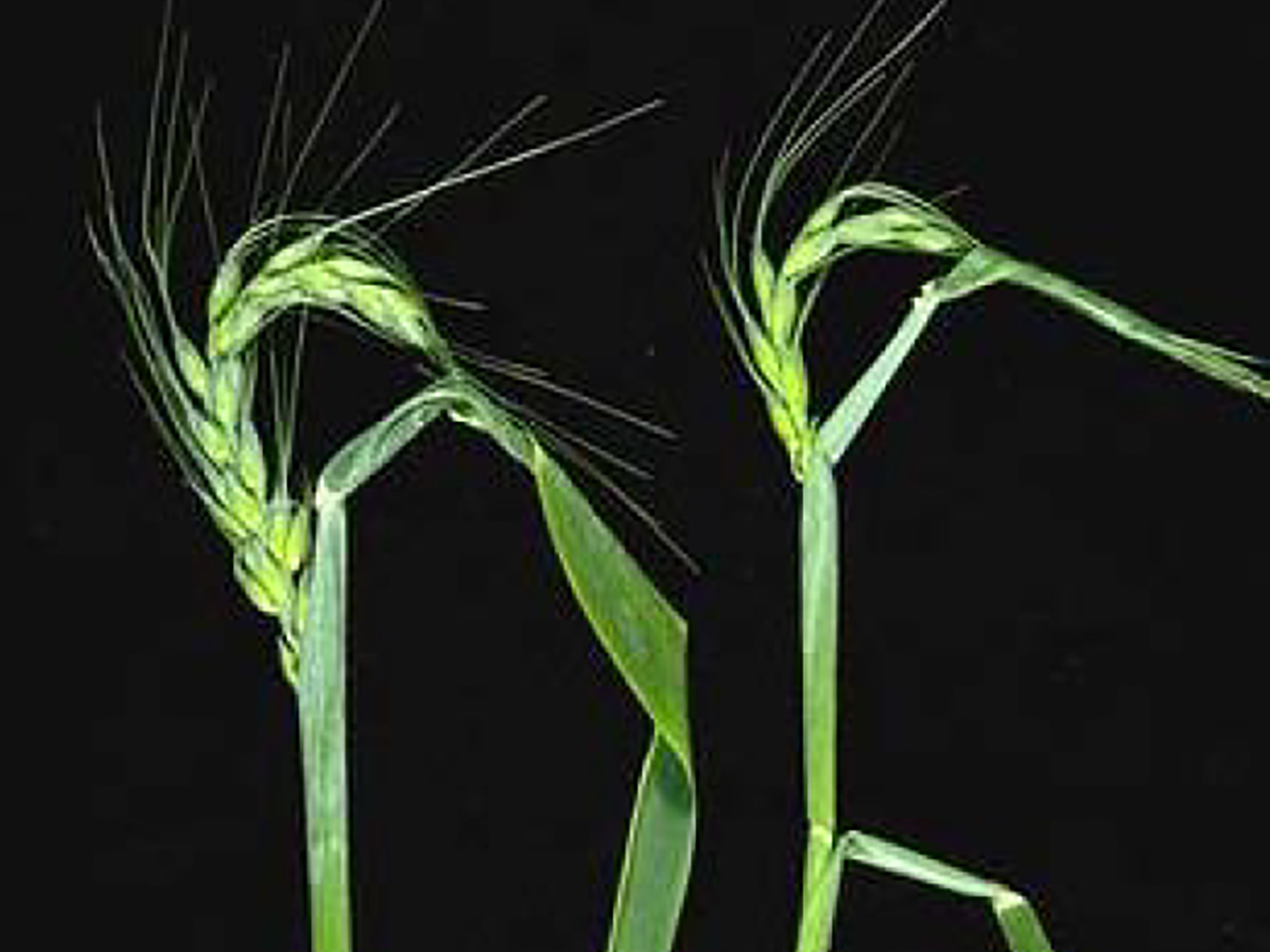 Fig. 8. Curled flag leaf from Russian wheat aphid feeding.