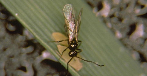 Fig. 9. Braconid parasitoid wasp attacking a Russian wheat aphid.