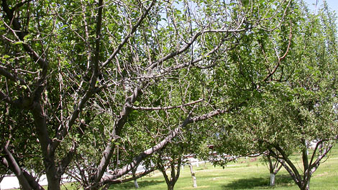 Apple tree canopy dieback caused by San Jose scale infestation