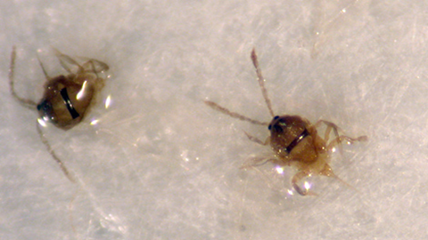 Adult males caught in pheromone trap; note the dark band across the back and long antennae.
