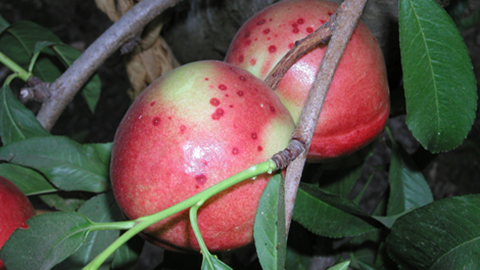 Nectarine fruit infested with scale. Image courtesy of Utah State University Extension.