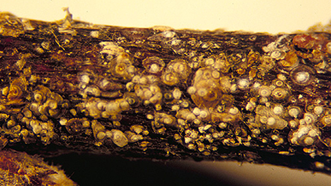Peach twig infested with scale. Image courtesy of Utah State University Extension.