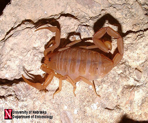 Fig. 3. The Arizona bark scorpion, Centruroides exilicauda, is a potentially harmful to humans.