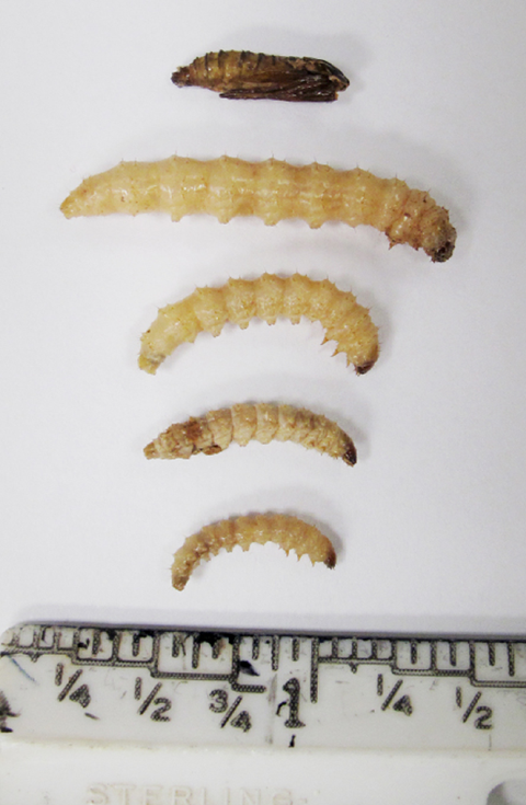 Fig. 3. SPM pupa and various larval stages.