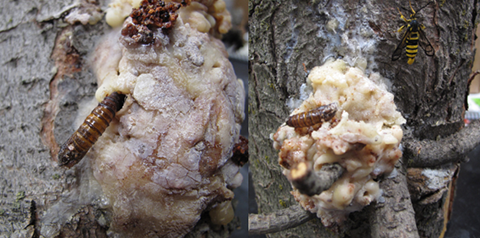 Fig. 4. SPM pupal skins extruding from resin masses on Austrian pine