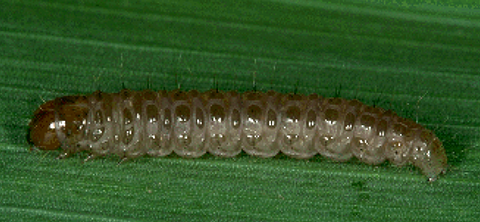 Fig. 2. Common sod webworm larvae.