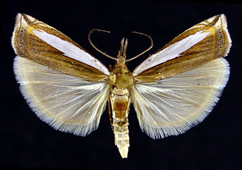 Fig. 3. Leach’s crambus moth.