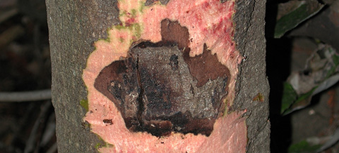 Fig. 2. Bark scraped away to expose sudden oak death canker (death of bark and phloem). Dark ooze would appear on the intact bark above the canker. Image courtesy of Joseph O’Brien, USDA Forest Service, Bugwood.org.
