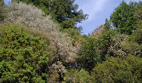 Fig. 3. Oaks with sudden oak death showing brown foliage and death. Image courtesy of Joseph O’Brien, USDA Forest Service, Bugwood.org.