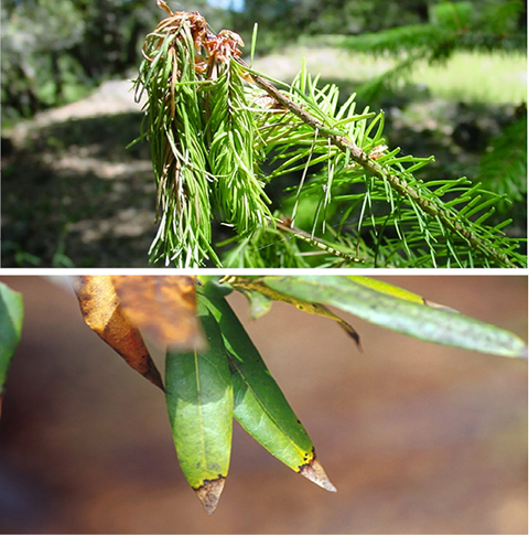 Fig. 4. Ramorum blight symptoms showing wilting on Douglas-fir (top) and tip browning on California bay laurel (bottom). Image courtesy of Joseph O’Brien, USDA Forest Service, Bugwood.org.