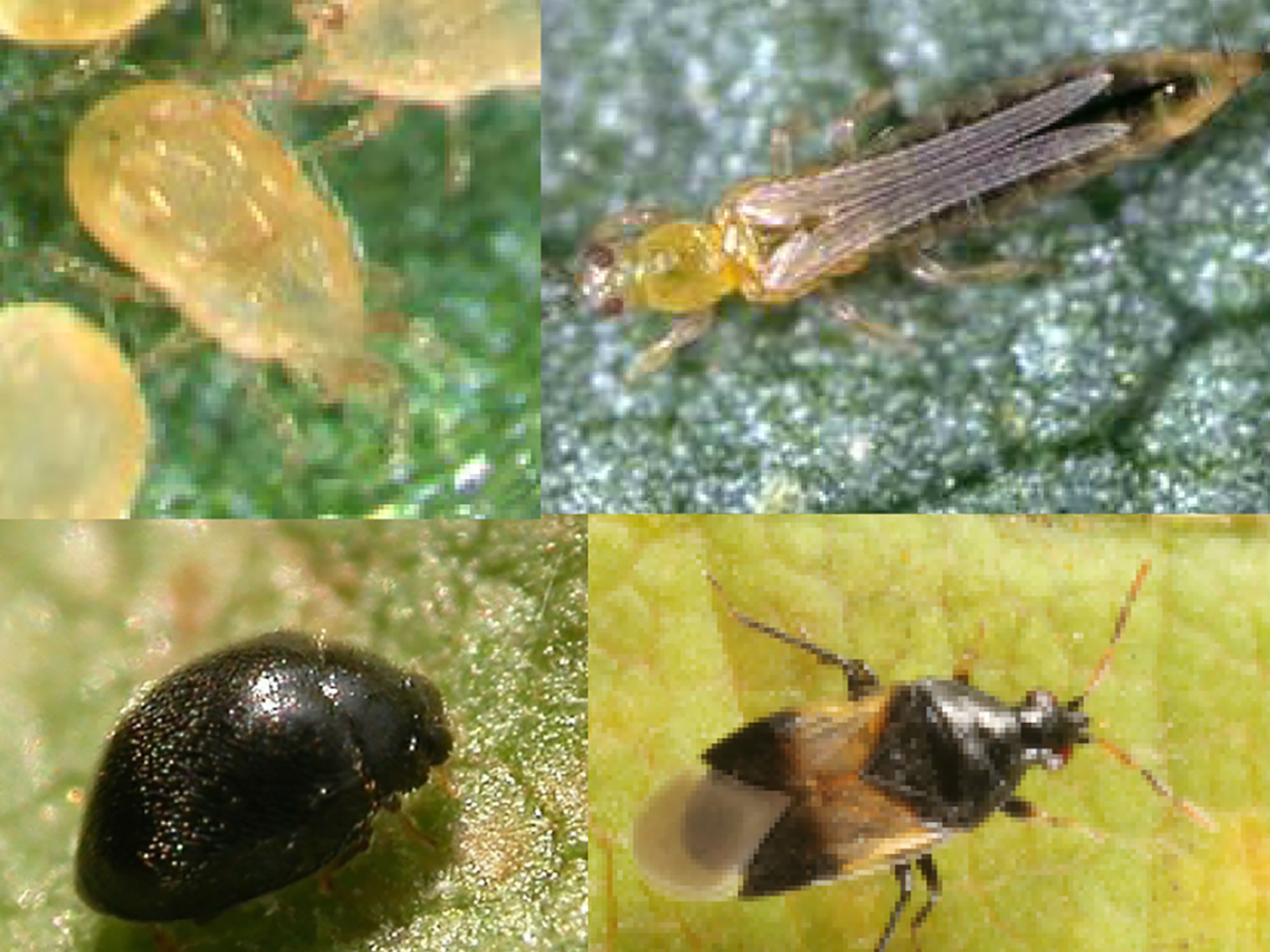 Common spider mite predators (clockwise from top left): a) western predatory mite2, b) western flower thrips3, c) minute pirate bug4, and d) spider mite destoryer ladybeetle5.