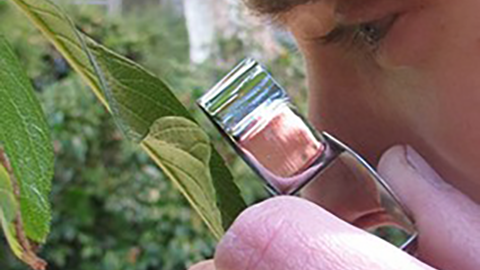 Use a hand lens to scout for mites on leaves1.