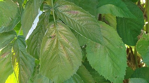 Fig. 2. ‘Mite burn’ on lower raspberry leaves.
