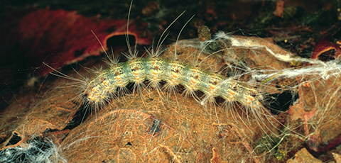 Fig. 10. Fall Webworm (H. cunea) Larvae (top) and Silken Tent (bottom). Image courtesy of James B. Hanson, USDA Forest Service, Bugwood.org (top); Whitney Cranshaw, Bugwood.org (bottom).