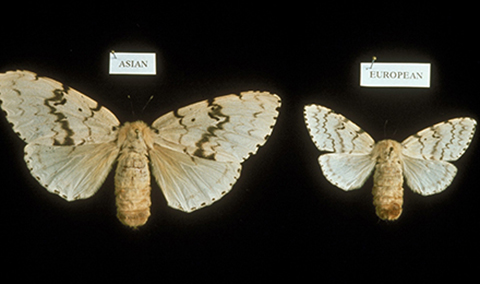 Fig. 2. Asian Lymantria dispar Female (top) and Spongy Moth Female (bottom). Image courtesy of APHIS PPQ, USDA, Bugwood.org.