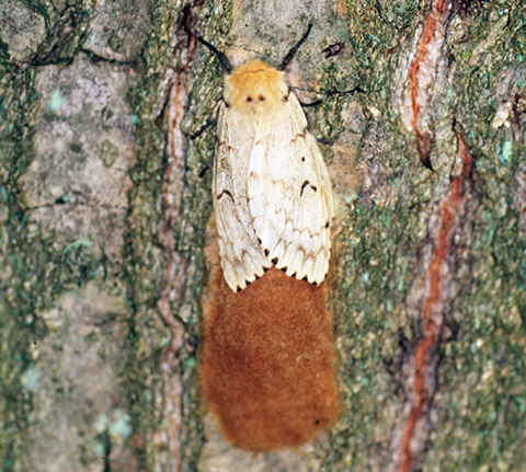 Fig. 3. Spongy Moth Egg Masses on Tree Base (top); Female<br />Laying an Egg Mass (bottom). Image courtesy of Karla Salp, Washington State Department of Agriculture, Bugwood.org<br />(top); Steven Katovich, Bugwood.org (bottom).