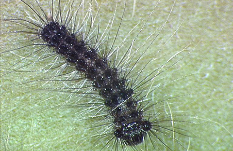 Fig. 4. A Young Spongy Moth Larva (top) and an Older Larva (bottom). Image courtesy of Pest and Diseases Image Library, Bugwood.org (top); Jon Yuschock, Bugwood.org (bottom).