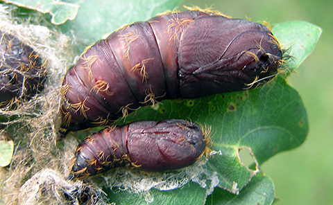 Fig. 5. A Spongy Moth Pupa. Image courtesy of Milan Zubrik, Forest Research Institute, Slovakia, Bugwood.org.