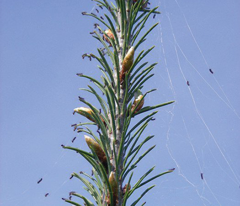 Fig. 6. Newly-Emerged Spongy Moth Larvae On Silk Strands<br />Awaiting Dispersal. Image courtesy of Brian Schildt, Pennsylvania Department of Agriculture, Bugwood.org.