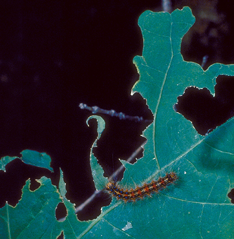 Fig. 7. Spongy Moth Feeding Damage. Image courtesy of USDA Forest Service, Bugwood.org (top); Tim Tigner, Virginia Department<br />of Forestry, Bugwood.org (bottom).