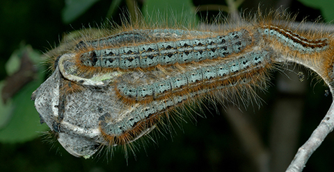 Fig. 9. Western Tent Caterpillar (M. californicum) Larvae (top) and Silken Tent (bottom). Image courtesy of William M. Ciesla, Forest Health Management International, Bugwood.org (both images).